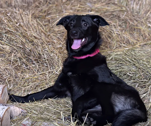 Svart Renrasiga Hund Bakgrund — Stockfoto