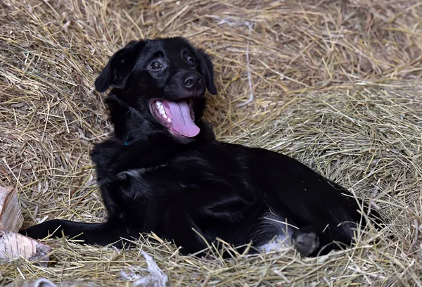 干し草を背景にした黒い純血種の犬 — ストック写真