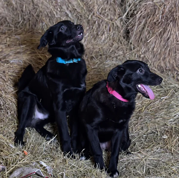 Preto Cachorro Inchado Fundo Feno — Fotografia de Stock