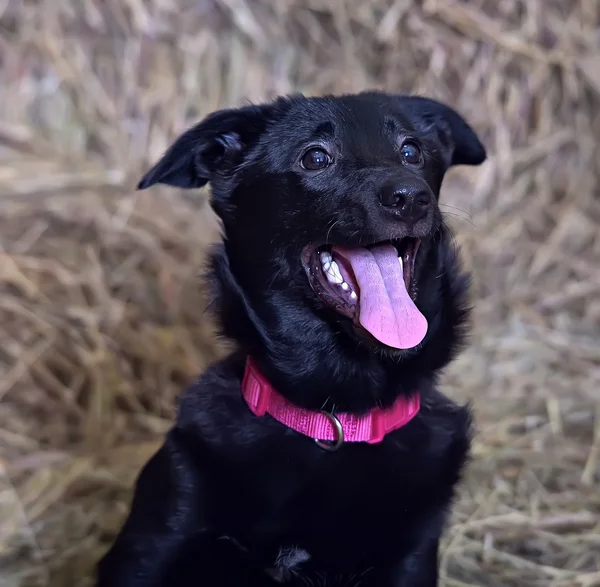 Preto Cachorro Inchado Fundo Feno — Fotografia de Stock