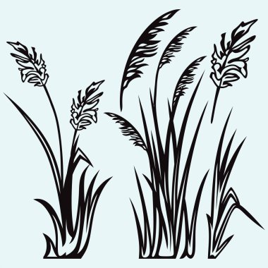 Siluet reed, vektör