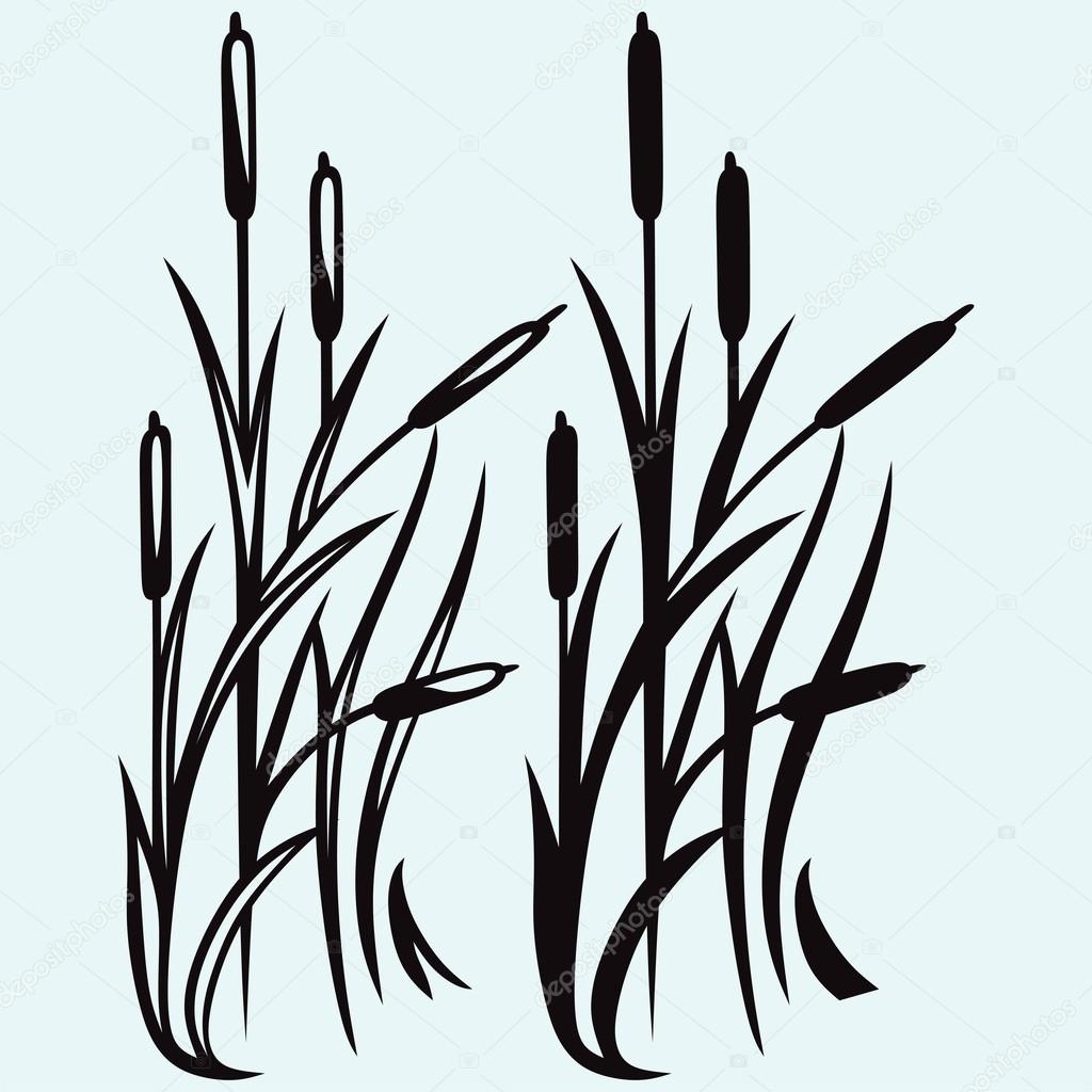 Silhouette reed, vector