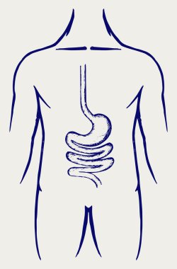 İnsan sindirim sistemi