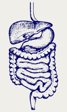 İç insan sindirim sistemi