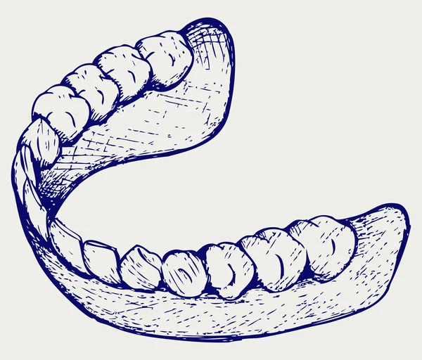 Menselijke kaak — Stockvector