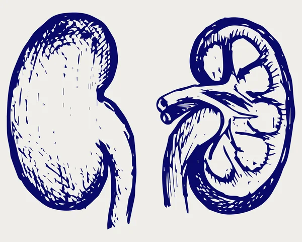 Cross section kidney — Stock Vector