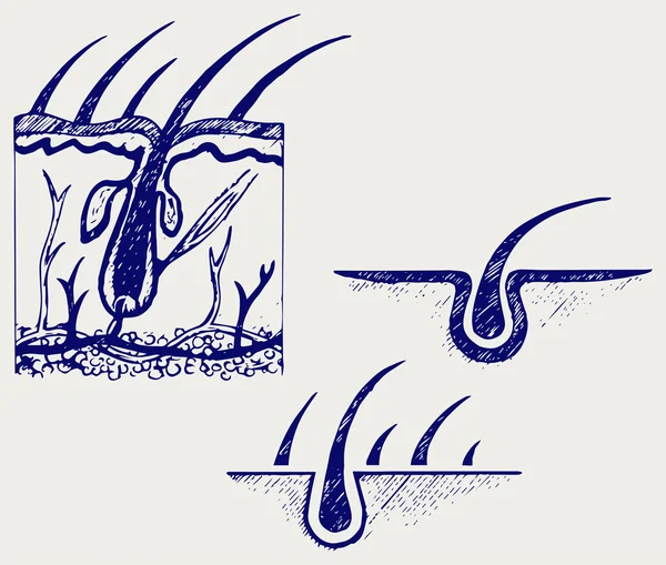 Anatomie des cheveux et follicule pileux — Image vectorielle