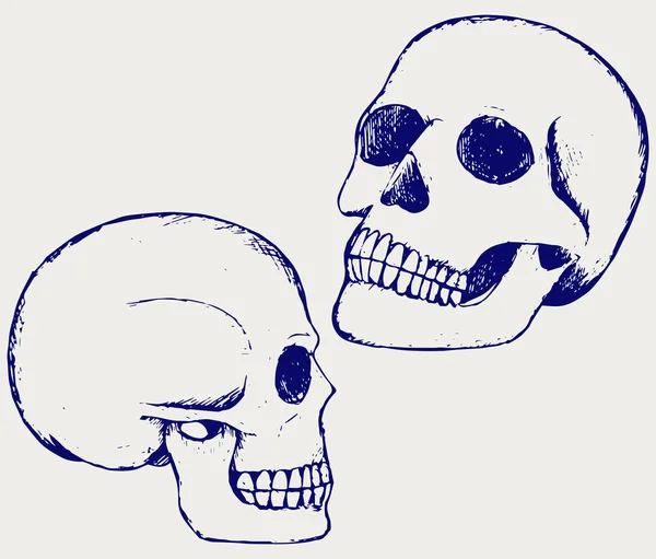 Calavera humana — Vector de stock