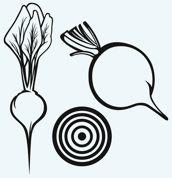 新鲜甜菜根的叶子 — 图库矢量图片