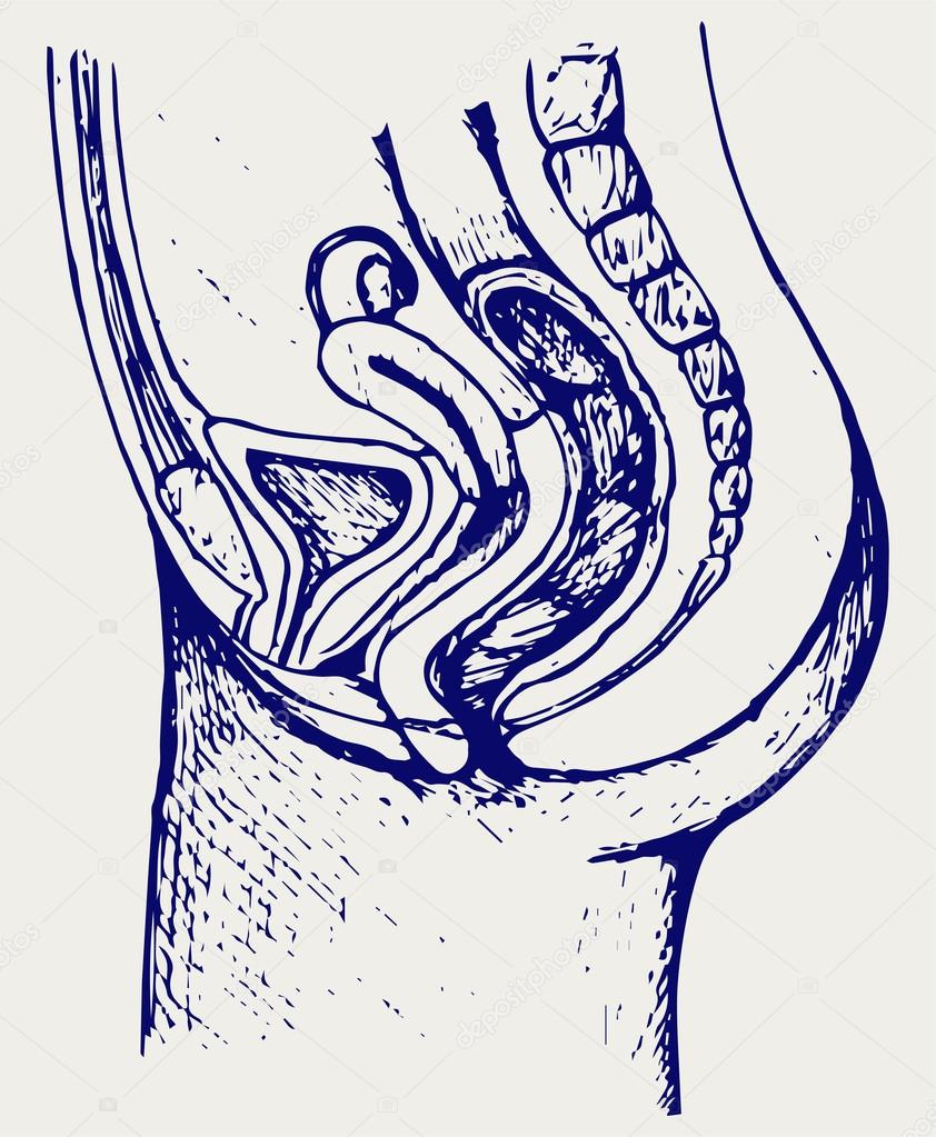 Female urinary system