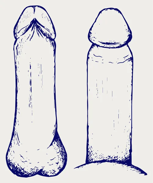 Anatomia do pênis —  Vetores de Stock