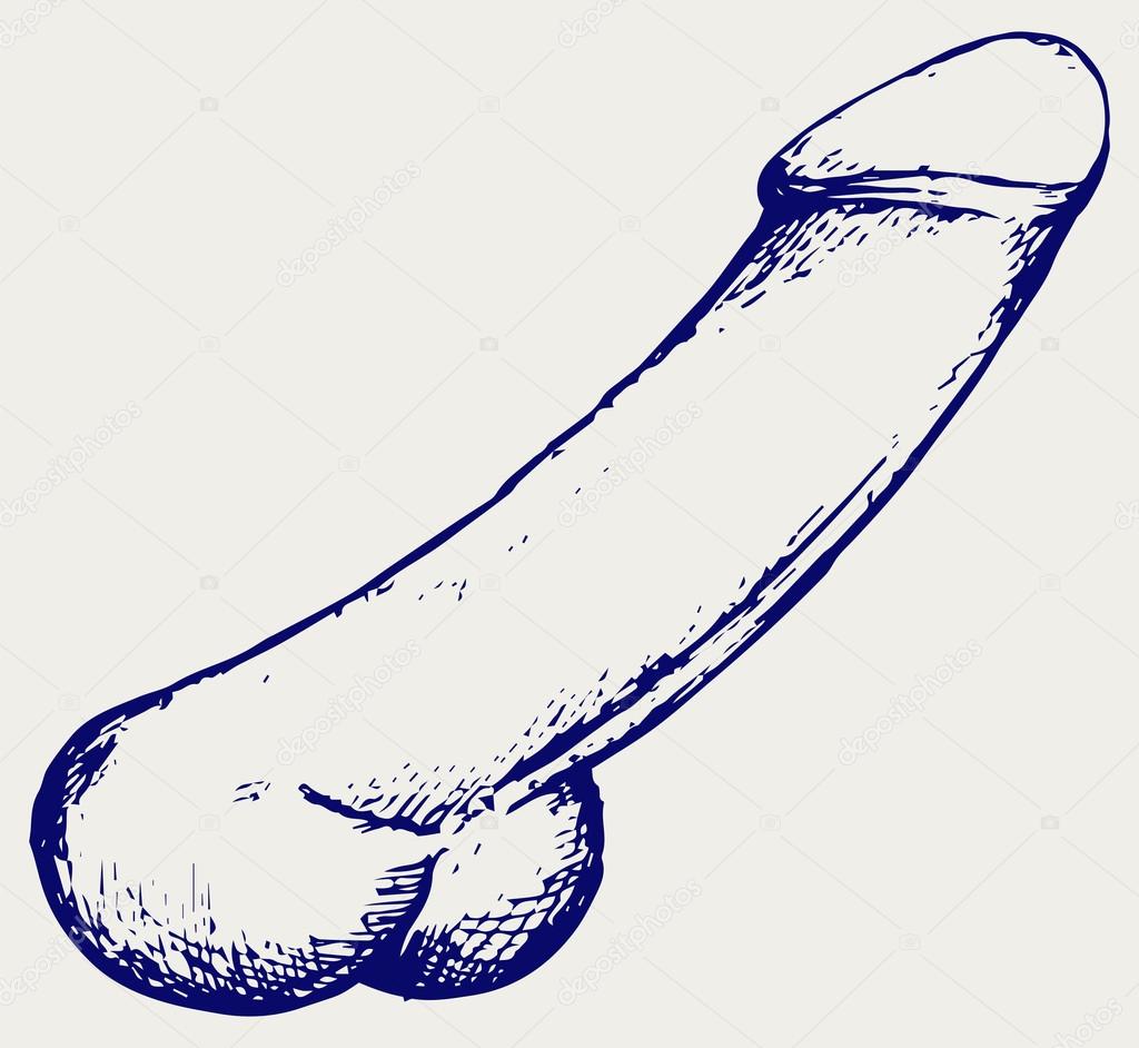 Anatomy of penis