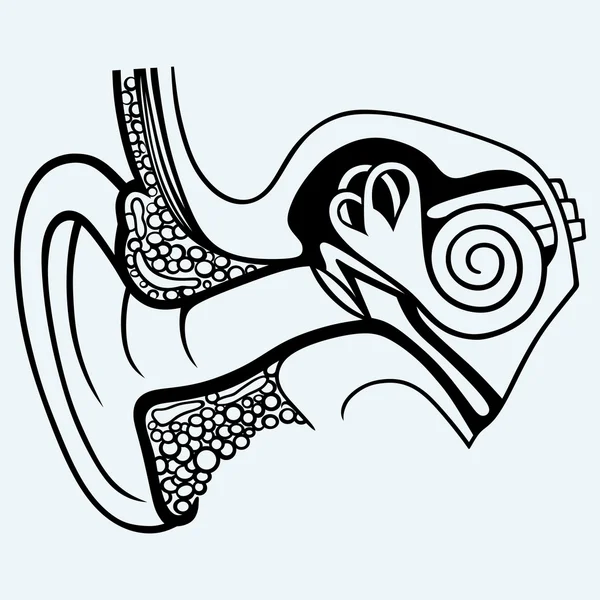 Human internal ear diagram — Stock Vector