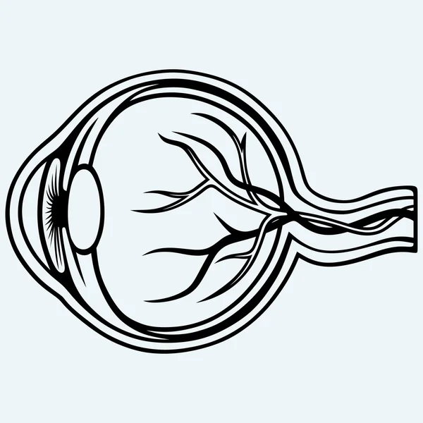 人間の目の解剖学 — ストックベクタ