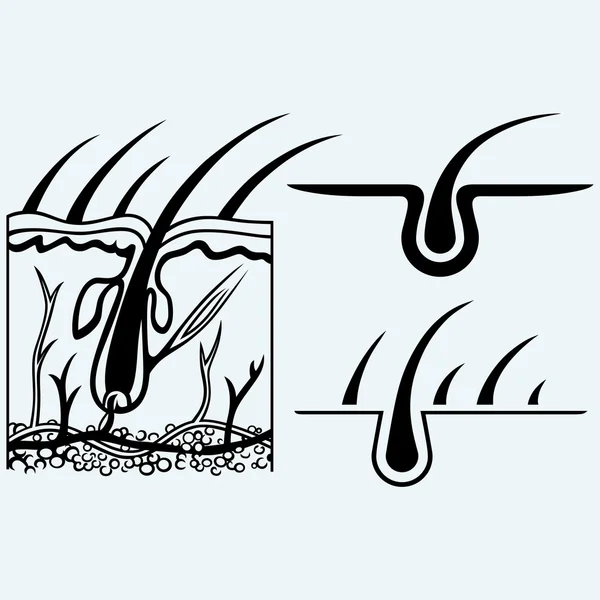 毛包と毛の解剖学 — ストックベクタ