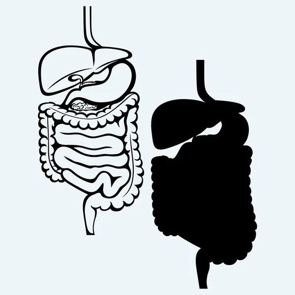 Système digestif humain interne — Image vectorielle