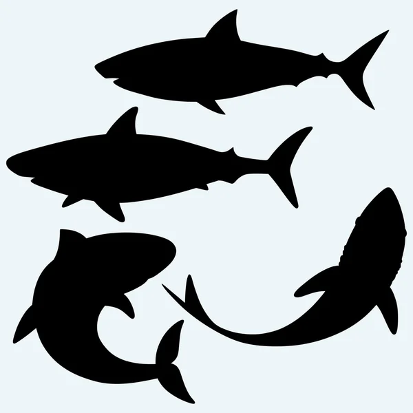 Establecer tiburón.. Vector — Vector de stock