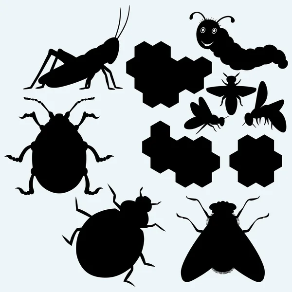 Species of insects — Stock Vector