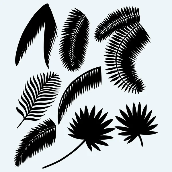 Ensemble de feuilles de palmier — Image vectorielle