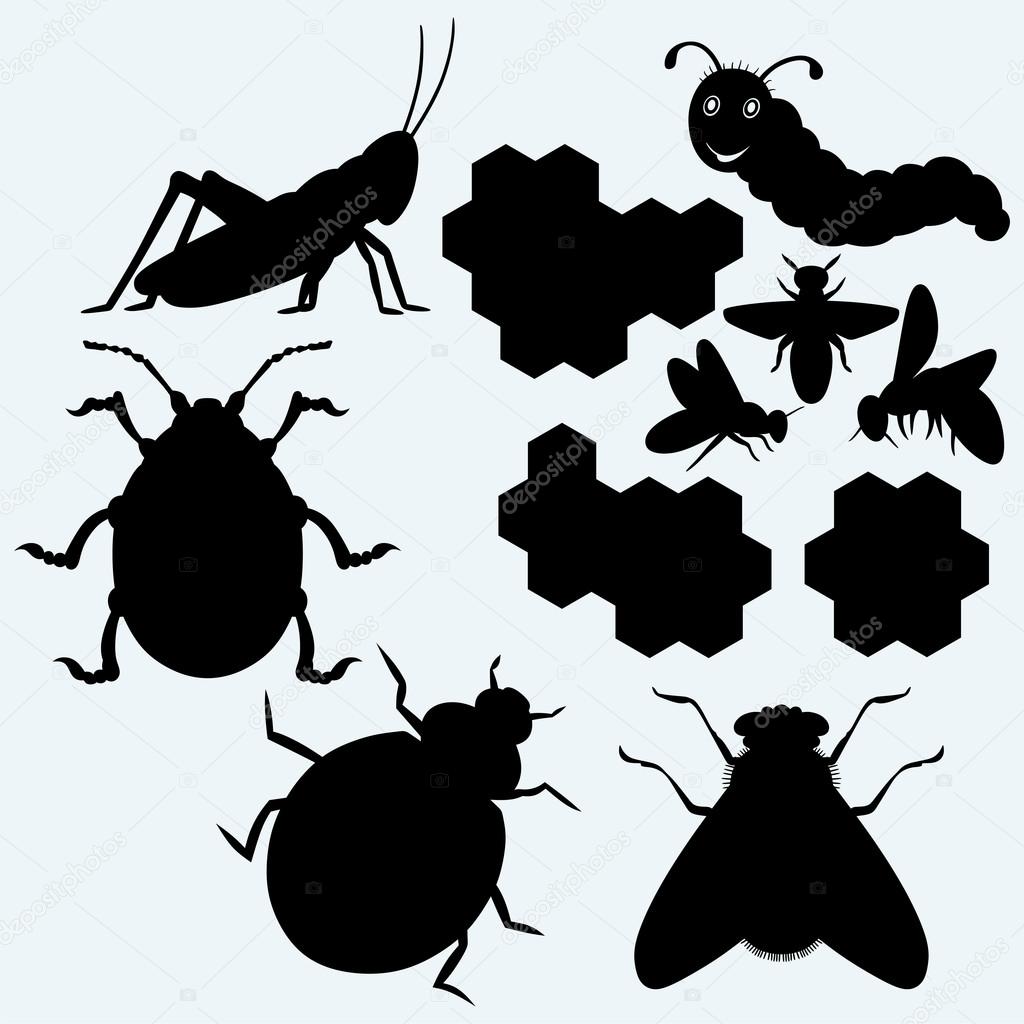 Species of insects