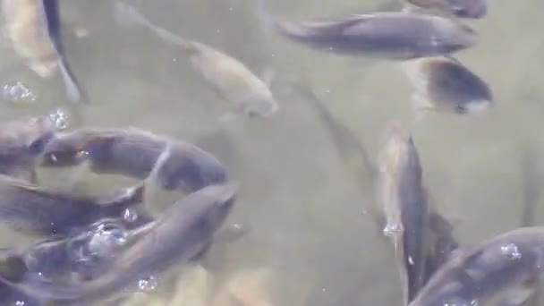 Карпы, плавающие в озере — стоковое видео