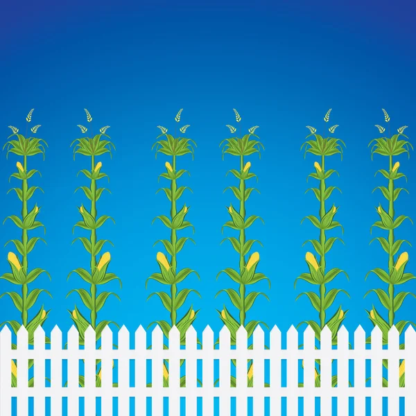 Corn field background — Stock Vector