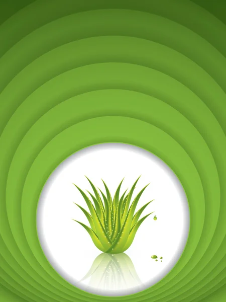 Aloe Vera — Stock Vector