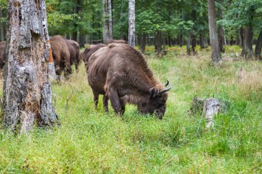 Amerikan çim yeme bizonlar