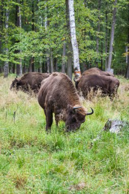 Amerikan kabuğu ve çim yeme bizonlar