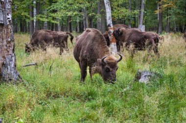 Amerikan kabuğu ve çim yeme bizonlar
