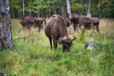 Amerikan kabuğu ve çim yeme bizonlar