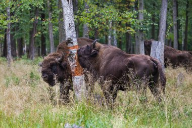 Amerikan kabuğu yemek bizonlar