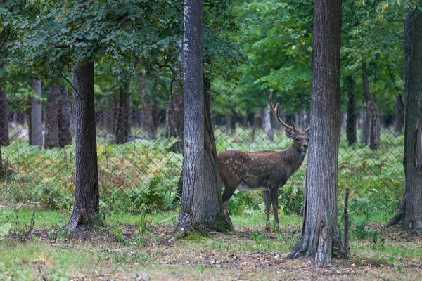 鹿在森林的草地上 — 图库照片