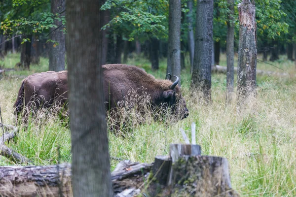 Bisonte americano sobre hierba — Foto de Stock