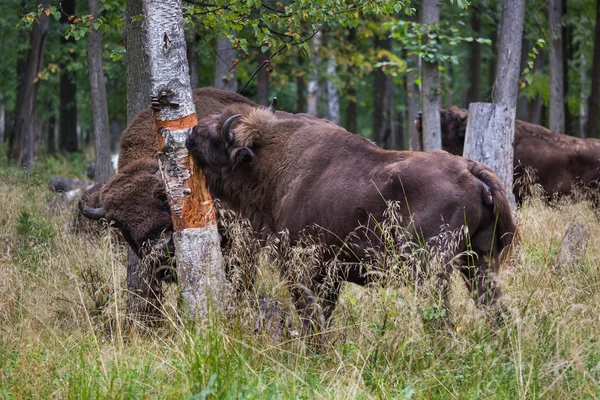 Bisontes americanos comiendo corteza — Foto de Stock