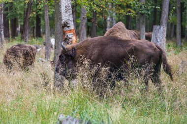 Amerikan çim yeme bizonlar