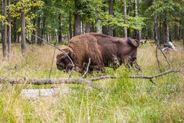 Amerikan çim yeme Bison