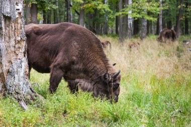 Amerikan çim yeme bizonlar