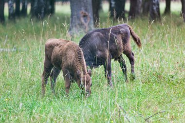 Çimlerin üzerine Amerikan bizonlar