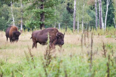 Çimlerin üzerine Amerikan bizonlar