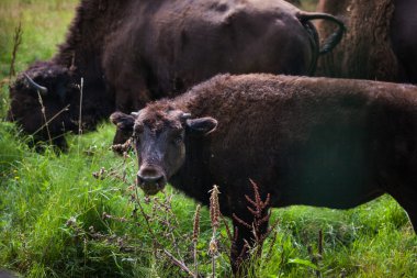 Çimlerin üzerine Amerikan bizonlar