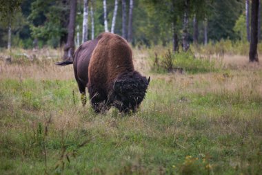 Çimlerin üzerine Amerikan bizonu