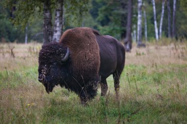 Çimlerin üzerine Amerikan bizonu