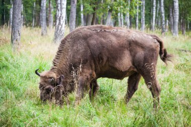Amerikan çim yeme Bison
