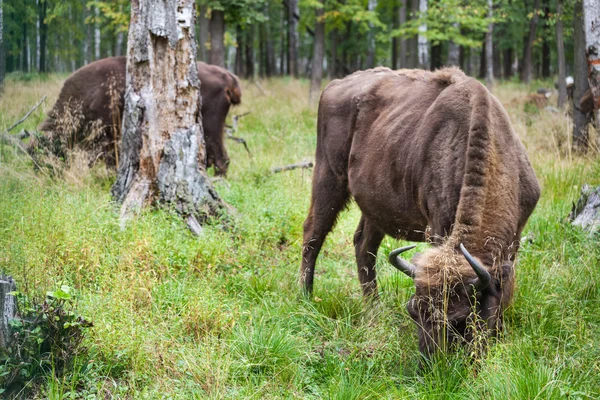 Bisontes americanos comiendo hierba — Foto de Stock