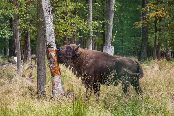 Amerikan kabuğu yemek Bison