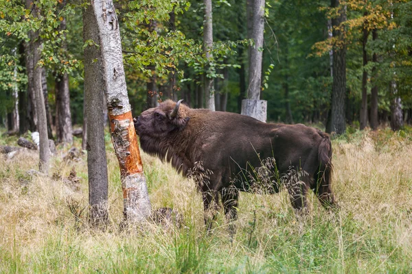 American Bison comer corteza — Foto de Stock