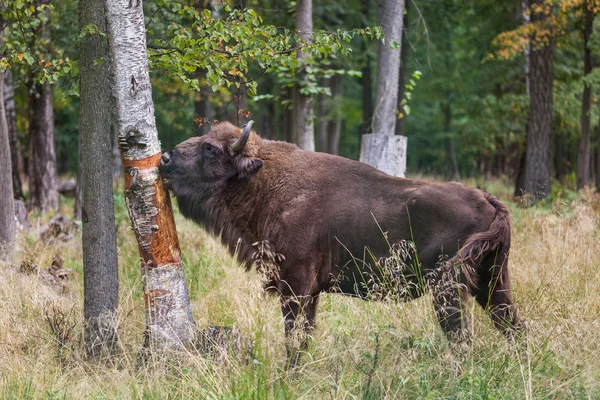 American Bison mangiare corteccia — Foto Stock