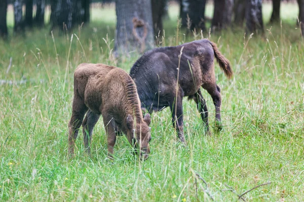 Çimlerin üzerine Amerikan bizonlar