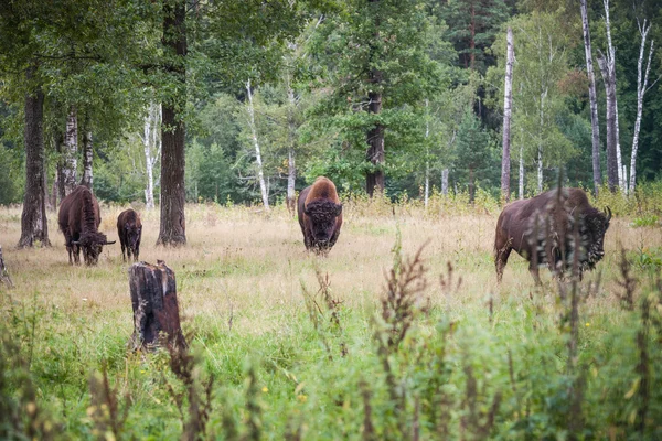 Bisontes americanos sobre hierba — Foto de Stock